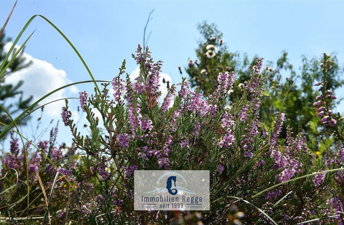 Heide, Wald und Meer
