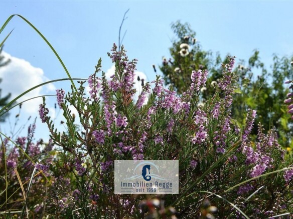 Heide, Wald und Meer